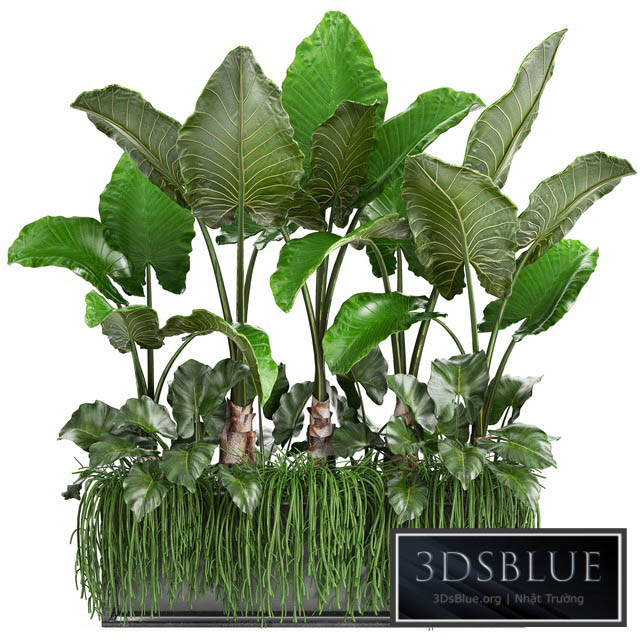 Plant collection 248. Tropical bushes alocasia bushes succulents pot flowerpot Rhipsalis flowerpot strelitzia jungle bushes 3DS Max - thumbnail 3
