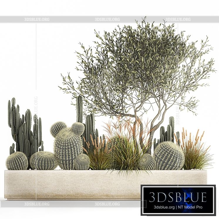 Plants from cacti reeds wood Olive olive Cereus. 1105. 3DS Max - thumbnail 3