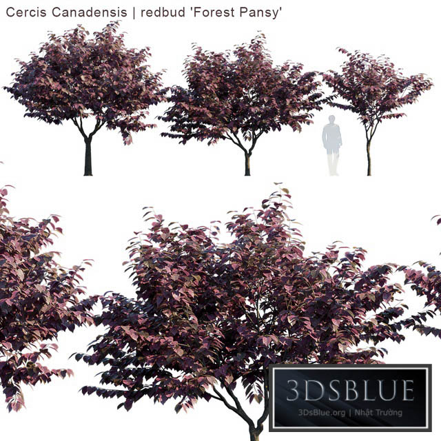 “Cercis Canadensis | redbud “”Forest Pansy””” 3DS Max - thumbnail 3