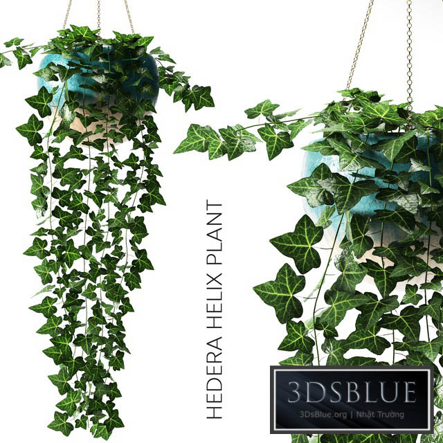 hedera helix plant 3DS Max - thumbnail 3