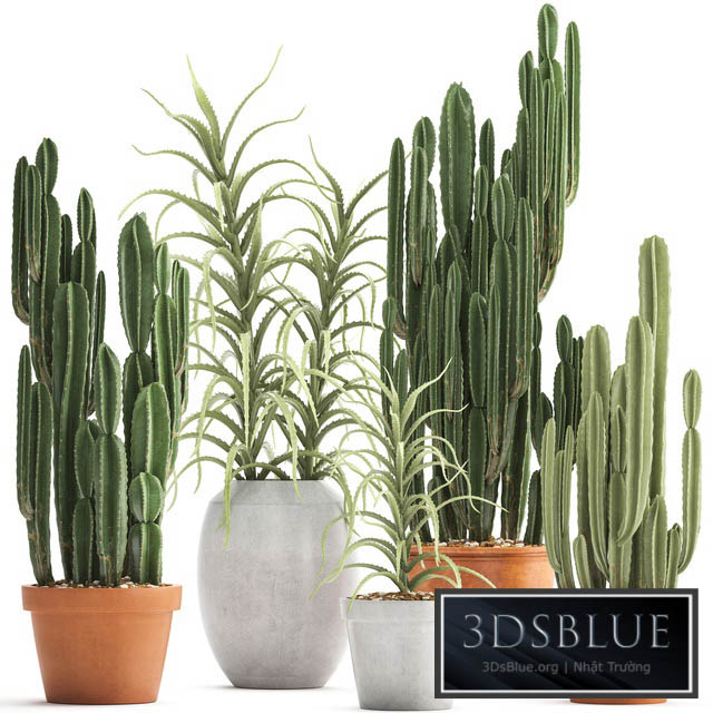 Plant collection 302. Cactus set. Cacti cereus aloe indoor cactus pot flowerpot clay clinker Aloe concrete desert plants outdoor 3DS Max - thumbnail 3