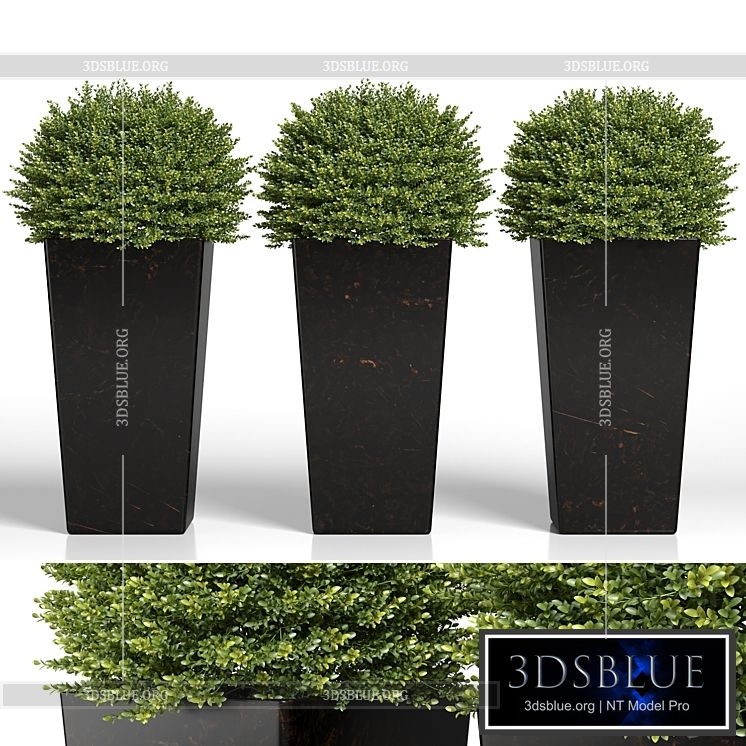 Buxus sempervirens in modern planters 3DS Max - thumbnail 3
