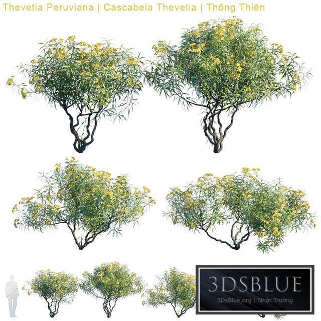 Thevetia Peruviana | Cascabela Thevetia 3DS Max - thumbnail 3