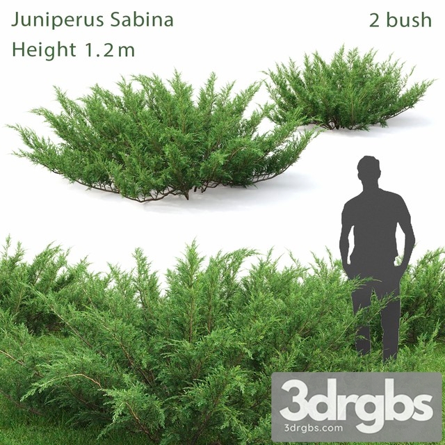 Juniperus Cossack 1 3dsmax Download - thumbnail 1