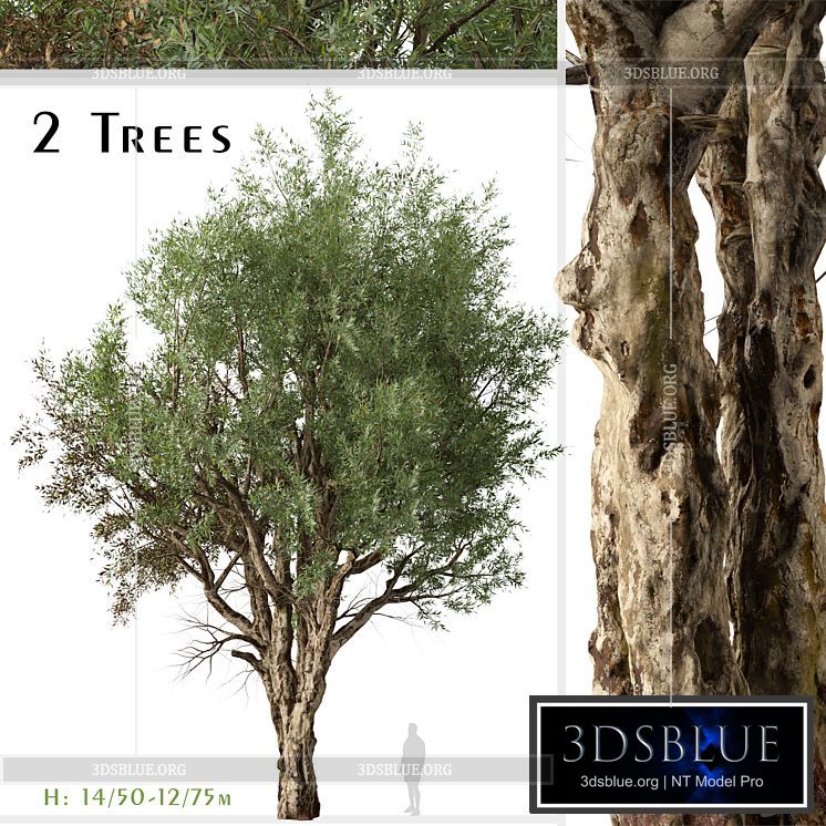 Set of Eucalyptus Camaldulensis Tree (River Red Gum) (2 Trees) 3DS Max - thumbnail 3