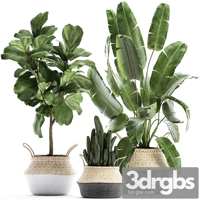 A Collection of Beautiful Plants in Black and White Baskets with Banana Palm Strelitzia Ficus Lirata Cactus Set 861 3dsmax Download - thumbnail 1
