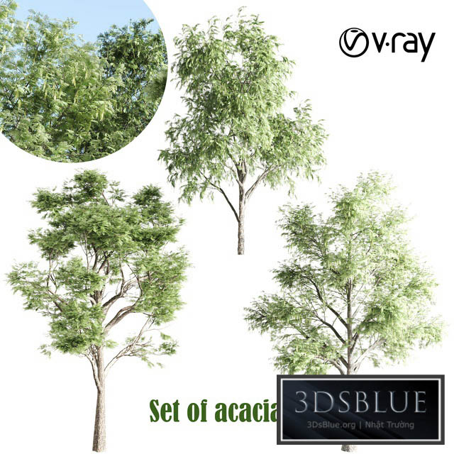 set of acacias-vray 3DS Max - thumbnail 3