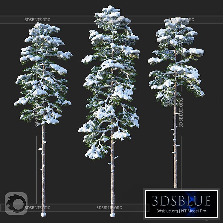 Pine. Set 02. Snow version 3DS Max - thumbnail 3