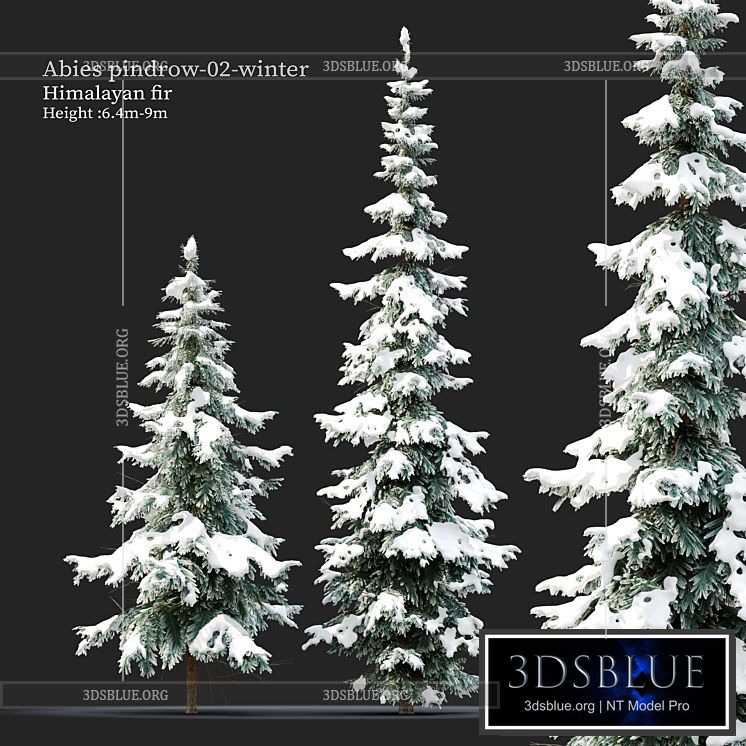 Abies pindrow-winter-02 3DS Max - thumbnail 3