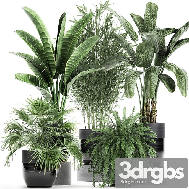 Collection of Plants in Black Pots with Bamboo Banana Fan Palm Fern Strelitzia Set 711 3dsmax Download - thumbnail 1