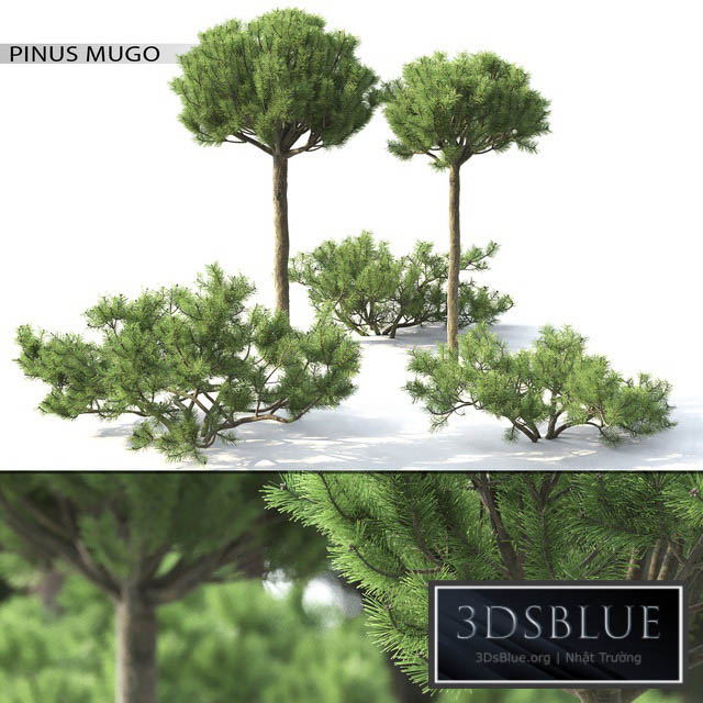 Pinus Mugo 3 3DS Max - thumbnail 3