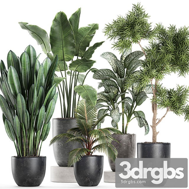 Collection of Small Plants in Black Pots with Banana Palm Dieffenbachia Tree Set 757 3dsmax Download - thumbnail 1