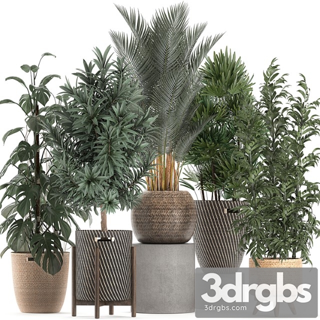 Collection of Plants 632 Basket Rattan Monstera Bamboo Palm Rapeseed Dracaena Indoor Plant Overgrown Eco Design Rafis Palm 3dsmax Download - thumbnail 1