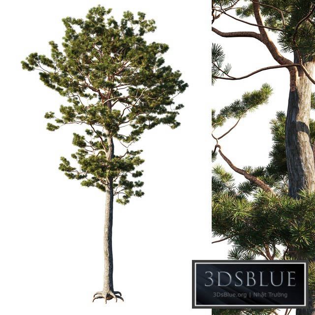 Pinus sylvestris tree 3DS Max - thumbnail 3