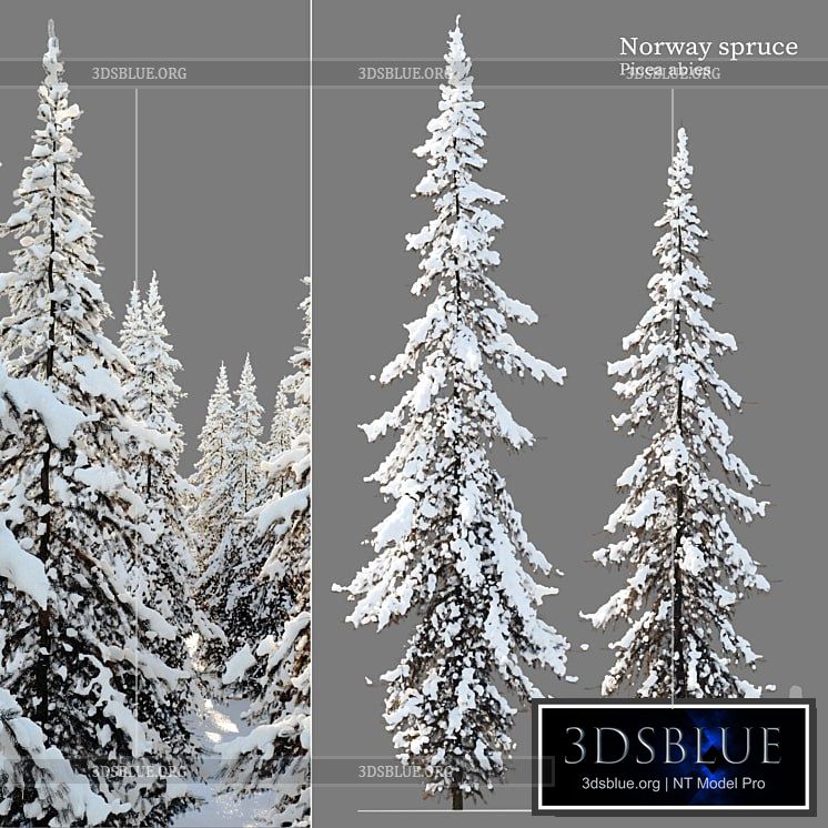 Winter Norway Spruce 02 3DS Max - thumbnail 3
