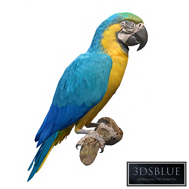 Blue and yellow macaw 3DS Max - thumbnail 3