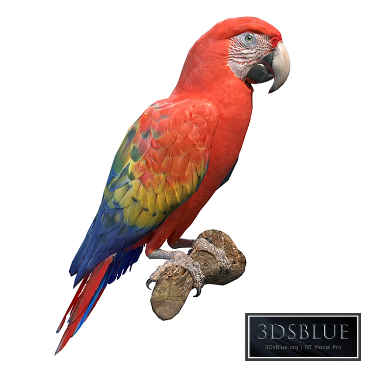 Red macaw 3DS Max - thumbnail 3