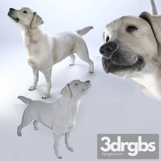 Labrador Dog 3dsmax Download - thumbnail 1