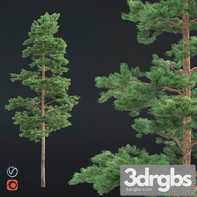Pine 38 3dsmax Download