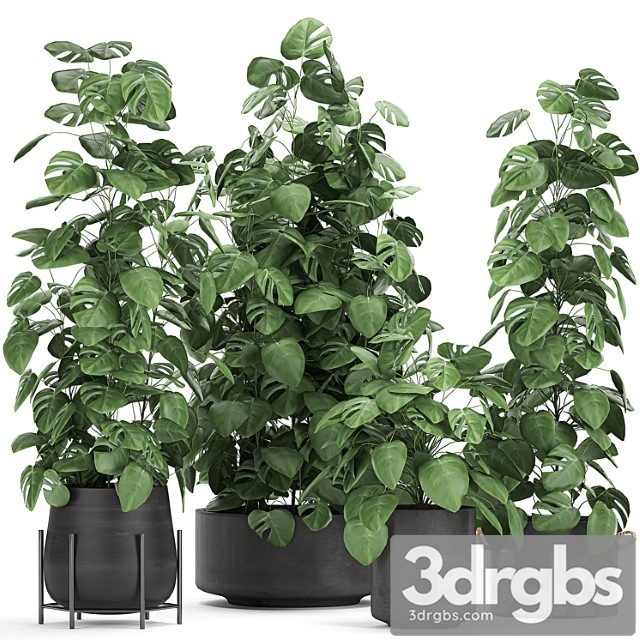 Collection of Decorative Bushes Plants in Black Pots Monster Viuschiesia Set 775 3dsmax Download - thumbnail 1