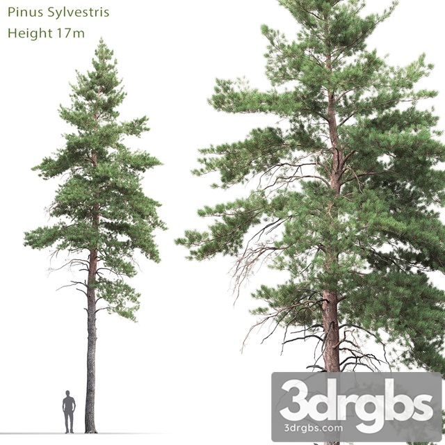 Pine 1 3dsmax Download