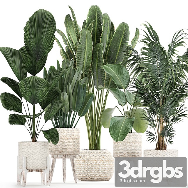 Collection Of Interior Plants in white Rattan Baskets Flowerpot Banana Palm Howea Likuala Kalatea Lutea Set 713 3dsmax Download