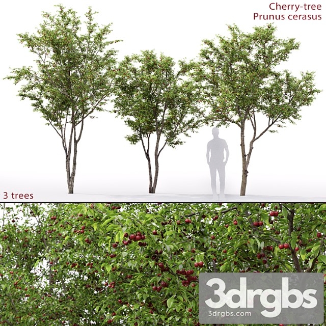Prunus Cerasus Cherry Tree 1 1 3dsmax Download - thumbnail 1