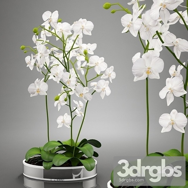 Orhidei Bouquet 3dsmax Download - thumbnail 1