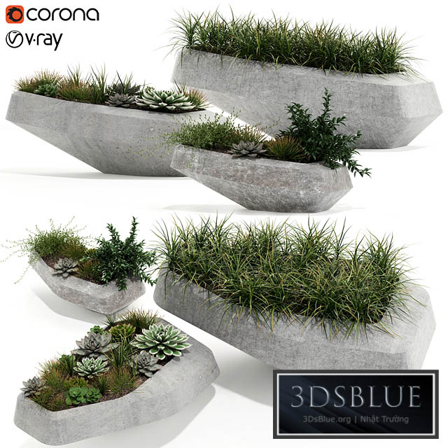 Plants collection 132 indigenus steen 3DS Max - thumbnail 3