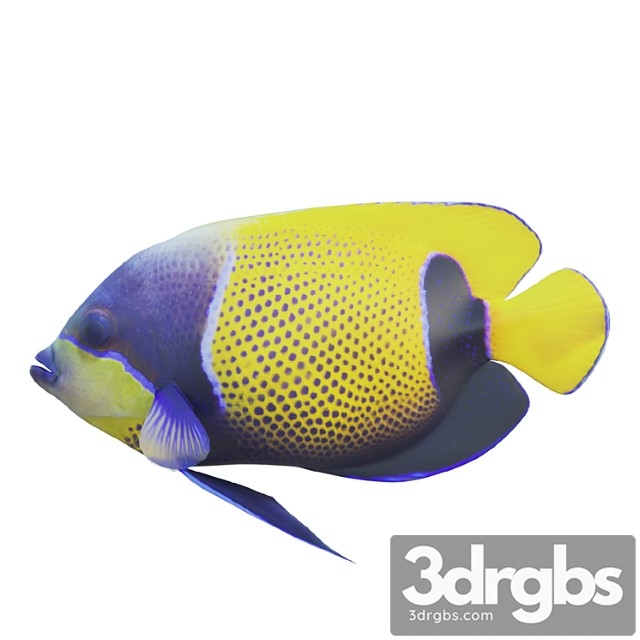 Blue Girdled Angelfish Set 04 3dsmax Download