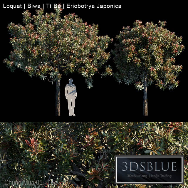 Loquat | Biwa | Eriobotrya japonica 3DS Max - thumbnail 3