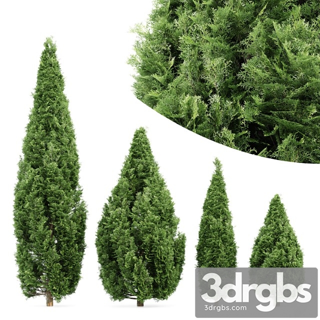 4 Rocky Mountain Juniper Tree Juniperus Scopulorum 3dsmax Download
