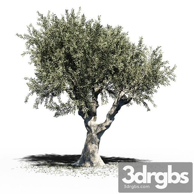Olive Tree Europa Olea V2 3dsmax Download - thumbnail 1
