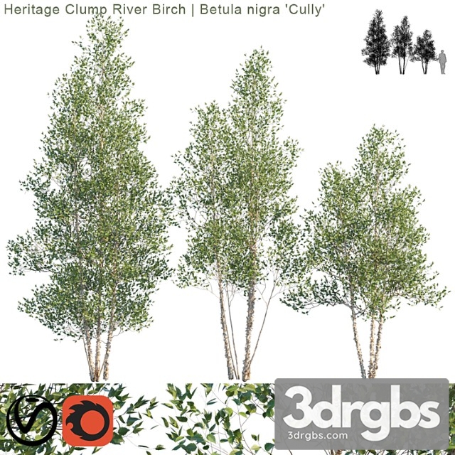 Heritage Clump River Birch Betula Nigra Cully 2 1 3dsmax Download - thumbnail 1