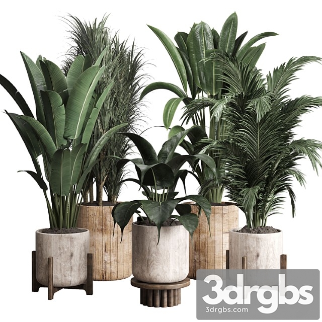 Collection Indoor Plant 174 Pot Plant Ficus Rubbery Palm Ravenala Wooden Vase 3dsmax Download - thumbnail 1