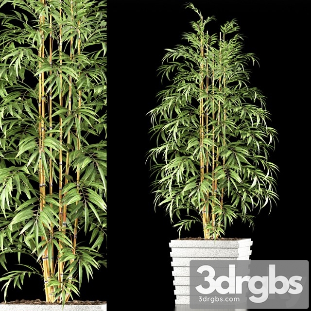 Bamboo Plant 61 3dsmax Download - thumbnail 1