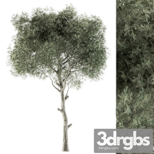 Tree Green Needle Set 63 3dsmax Download - thumbnail 1