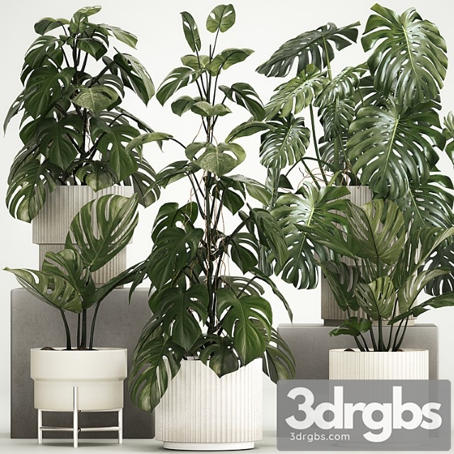 Beautiful Indoor Plant In A Pot Decorative Monster Bush Plant Set 1213 3dsmax Download