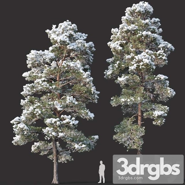 Pinus Sylvestris  15 H12 14m Two Winter Trees 3dsmax Download - thumbnail 1