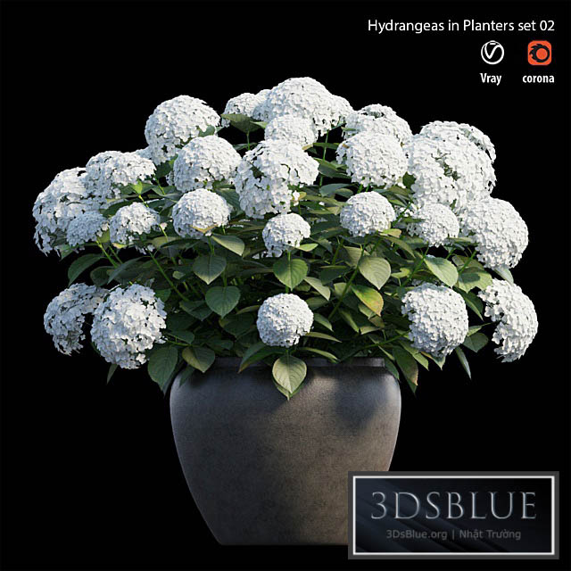 Hydrangea in planters set 02 3DS Max - thumbnail 3