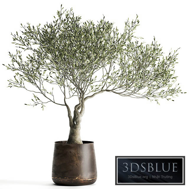 A small olive tree in a rusty metal pot and flowerpot.  969. 3DS Max - thumbnail 3