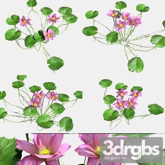 Nymphaeaceae 3dsmax Download - thumbnail 1