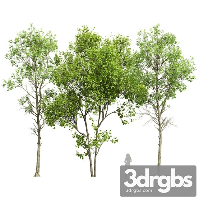 Fagus Sylvatica And Saccharinum Spring Trees 3dsmax Download - thumbnail 1