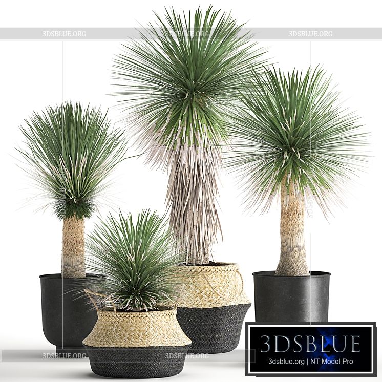 A collection of plants in black pots and baskets of Yucca desert plants. Set 1015. 3DS Max - thumbnail 3
