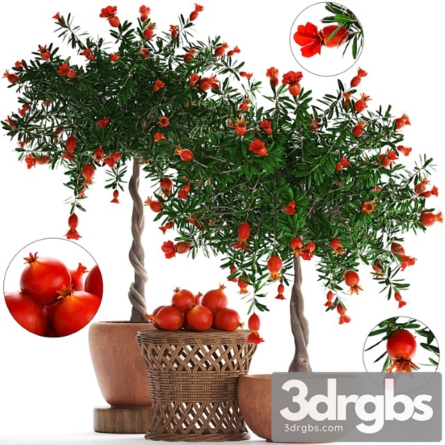 Plant Collection 264 Pomegranate Tree With Fruits Blooming Rattan Table Flowerpot Outdoor Clay Clinker Eco Design Natural Materials 3dsmax Download