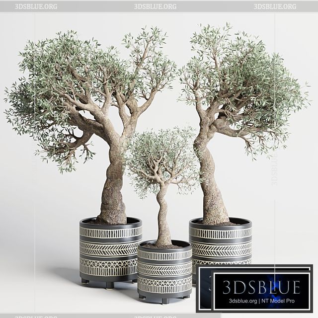collection Indoor plant 99 vase handmade pottery-family tree old olive pot 3DS Max - thumbnail 3
