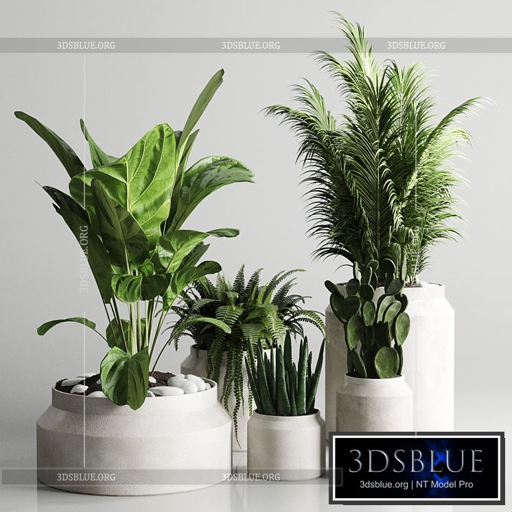 Collection indoor plant 96 pot plant palm fern cactus concrete vase 3DS Max - thumbnail 3