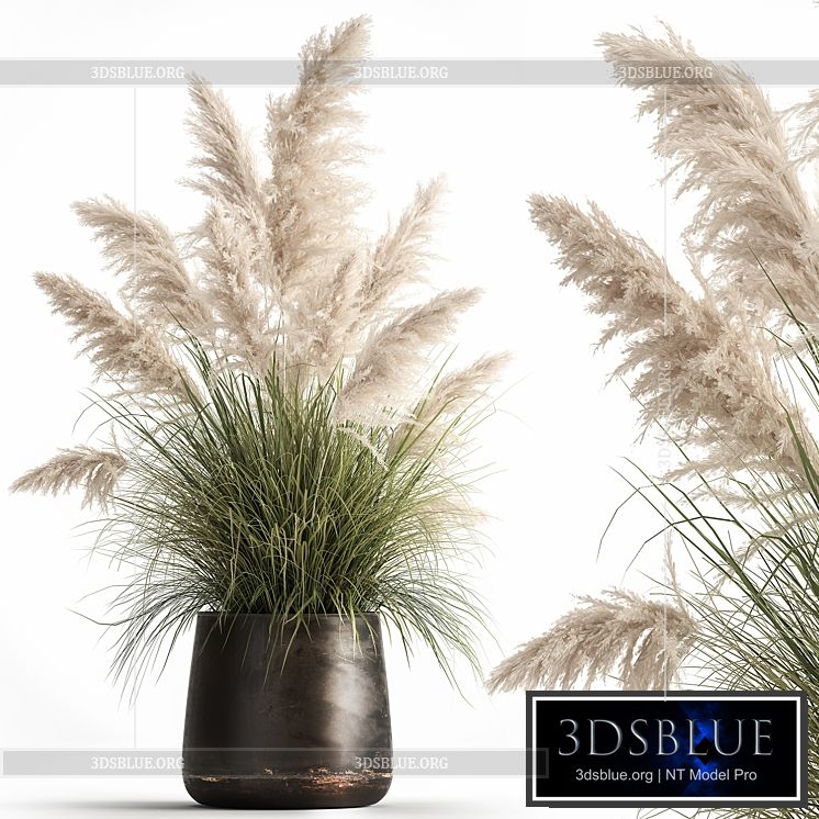 Bush white pampas grass in a street rusty metal pot white reed Cortaderia.  1032. 3DS Max - thumbnail 3