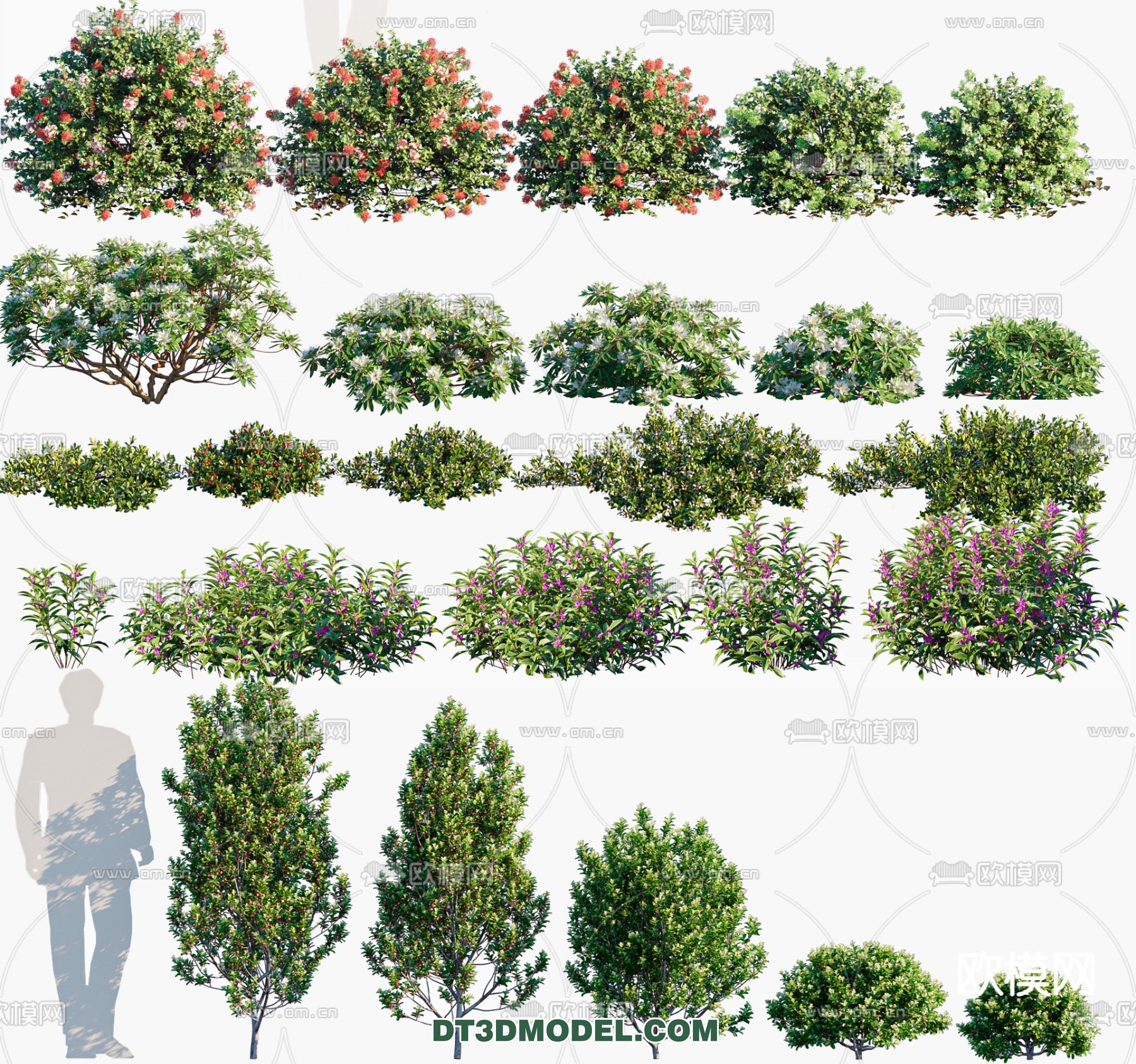 PLANTS – BUSH – CORONA – 3D MODEL – 372 - thumbnail 1