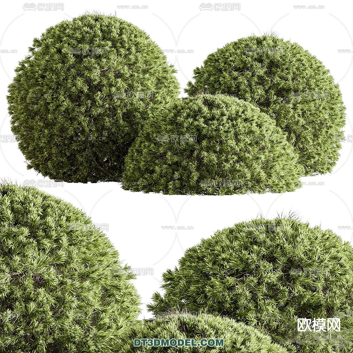 PLANTS – BUSH – CORONA – 3D MODEL – 377 - thumbnail 1